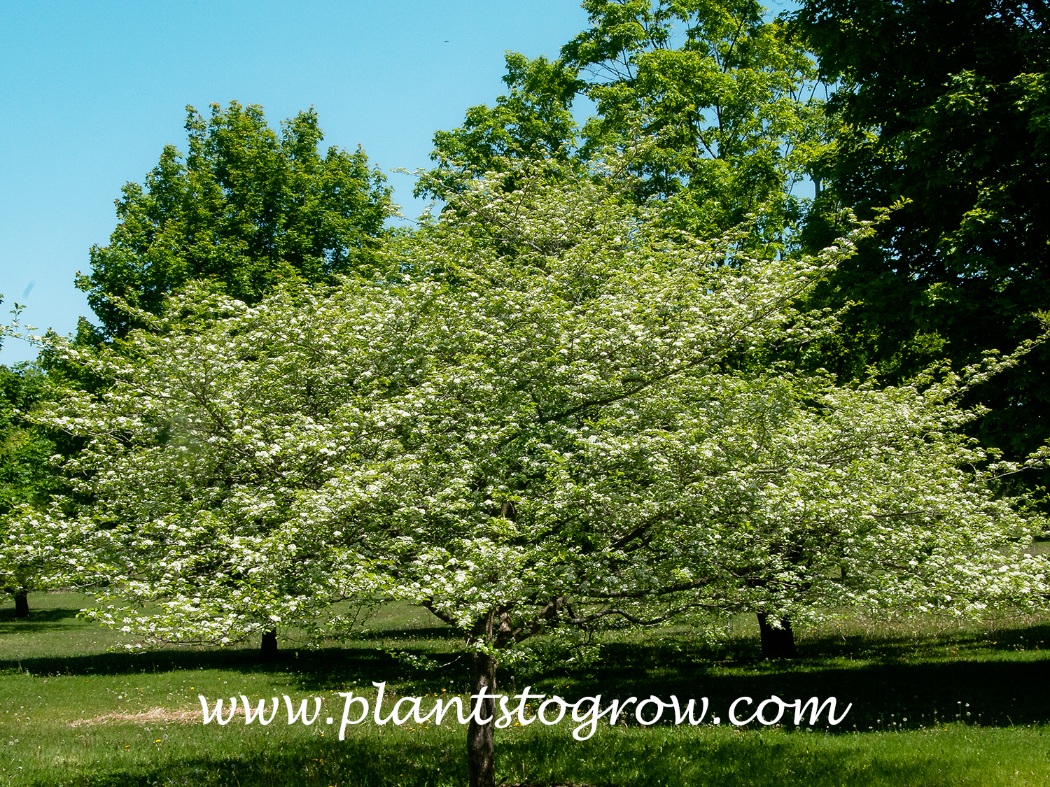 Hooks Hawthorn (Crataegus crusgalli)
A smaller tree reaching 15-20 feet. It will mature into a rounded, dense mound.